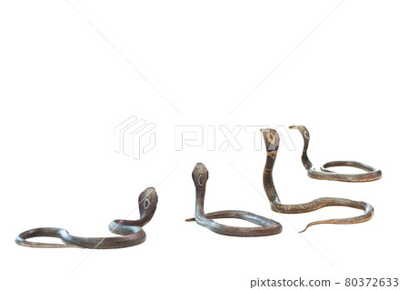 Cobra on a white background. Cobra on a white background. 80372633