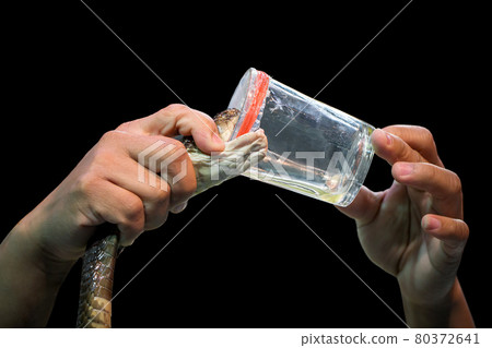 Demonstration of snake poisoning by experts. Demonstration of snake poisoning by experts. 80372641