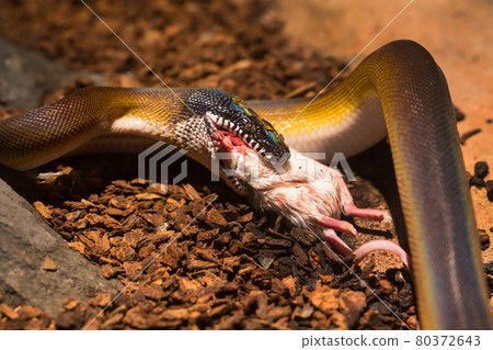 Beautiful snake showcase in the zoo. Beautiful snake showcase in the zoo. 80372643
