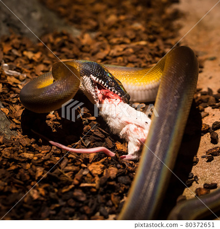 Beautiful snake showcase in the zoo. 80372651