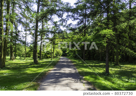 Green Trees and Walkway in the City Park at Summer 80372730