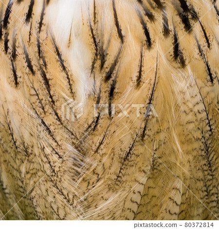 Background feathered owl with beautiful pattern. 80372814