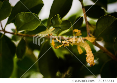 Grasshopper leaves on a leafy background. 80372833