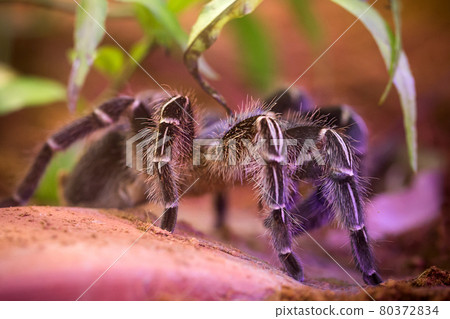 Giant spider legs 80372834