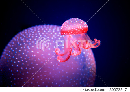 white-spottd jellyfish,Australian spotted jellyfish in glass cabinet. white-spottd jellyfish,Australian spotted jellyfish in glass cabinet. 80372847