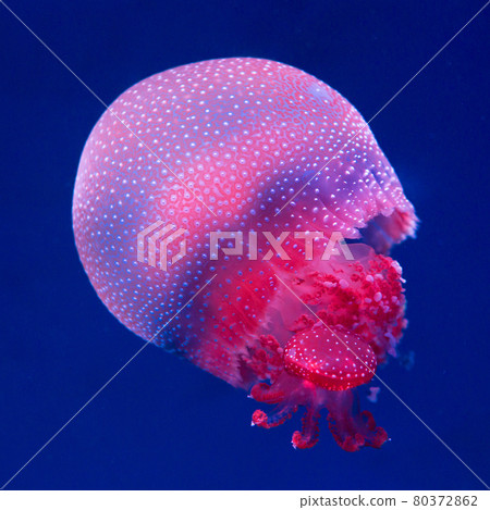 white-spottd,Australian spotted jellyfish in glass cabinet. white-spottd,Australian spotted jellyfish in glass cabinet. 80372862