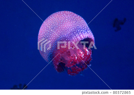 white-spottd,Australian spotted jellyfish in glass cabinet. 80372865