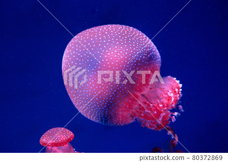 white-spottd,Australian spotted jellyfish in glass cabinet. 80372869
