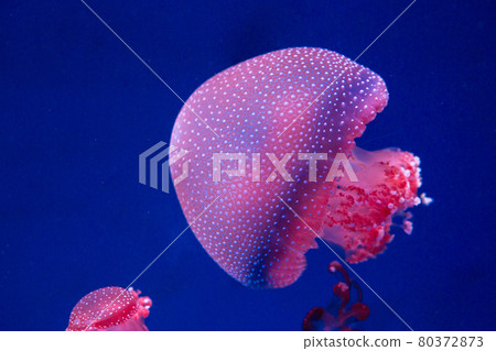 white-spottd,Australian spotted jellyfish in glass cabinet. 80372873