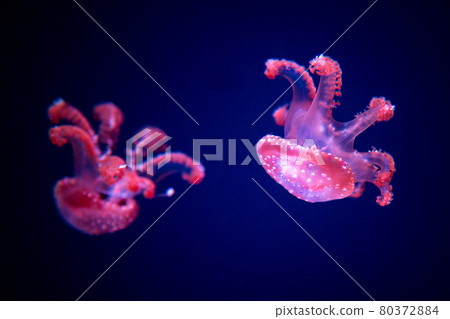 white-spottd,Australian spotted jellyfish in glass cabinet. 80372884