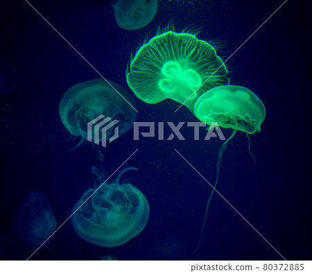 Medusa Small jellyfish in glass cabinet. 80372885