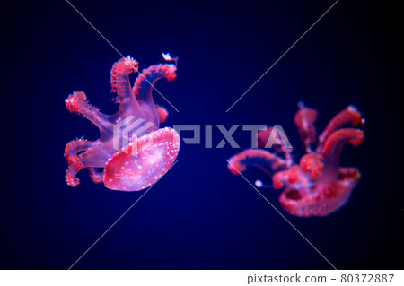 white-spottd,Australian spotted jellyfish in glass cabinet. 80372887
