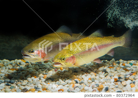Rainbow trout Rainbow trout 80372964