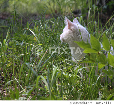 white cat with one eye on the walk 80373114