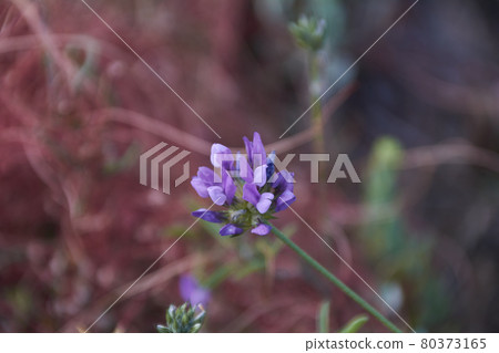 The small flower discarding on the green mantle. 80373165