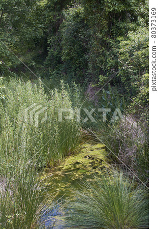 Bright and hot spring day in the bush. Bright and hot spring day in the bush. 80373169