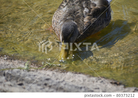 The duck approaching the pond to drink The duck approaching the pond to drink 80373212