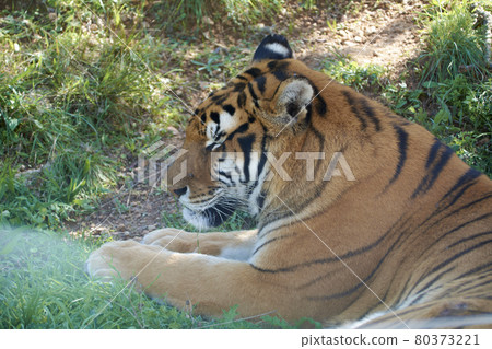 Majestic tiger waiting for the hunt 80373221