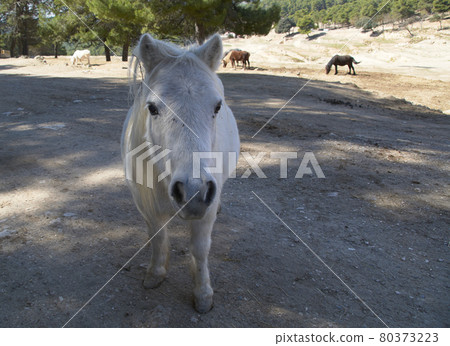 Curious little white donkey ready to play 80373223