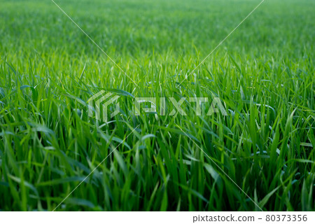 Young wheat plants growing on the soil, Amazingly beautiful endless fields of green wheat grass go far to the horizon. 80373356