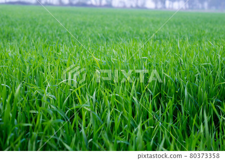 Young wheat plants growing on the soil, Amazingly beautiful endless fields of green wheat grass go far to the horizon. 80373358