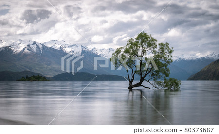 Willow tree growing in the middle of lake with mountains backdrop. Shot of famous Wanaka Tree from New Zealand made during overcast day. 80373687