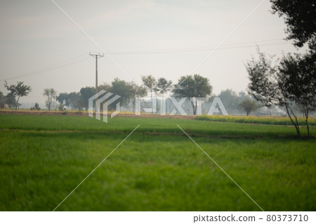 Young wheat plants growing on the soil, Amazingly beautiful endless fields of green wheat grass go far to the horizon. 80373710