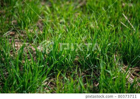 Young wheat plants growing on the soil, Amazingly beautiful endless fields of green wheat grass go far to the horizon. Young wheat plants growing on the soil, Amazingly beautiful endless fields of green wheat grass go far to the horizon. 80373711
