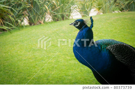 Colorful peacock on green backdrop, shot in New Zealand 80373739