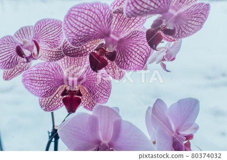 A blooming pink orchid of genus phalaenopsis. Sky-blue background with pink and purple orchid flowers branch A blooming pink orchid of genus phalaenopsis. Sky-blue background with pink and purple orchid flowers branch 80374032