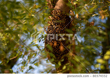 Honeybee swarm hanging on the tree, Swarm of bees building a new hive surrounding the tree. 80374332