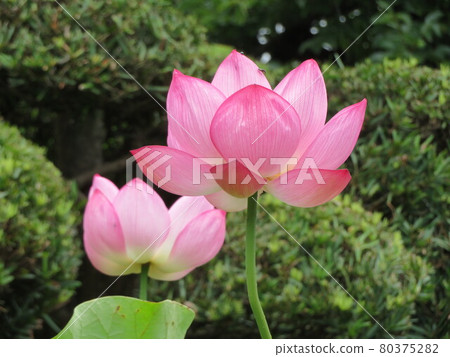 Pretty pink lotus flower Pretty pink lotus flower 80375282