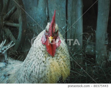 white rooster preparing to fight for territory as a symbol the conflict 80375443