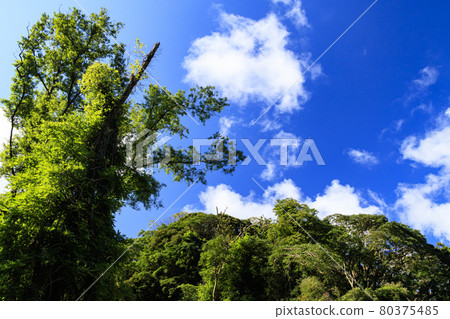 Summer sky and marsh Summer sky and marsh 80375485