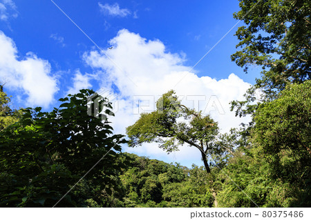 Summer sky and marsh Summer sky and marsh 80375486