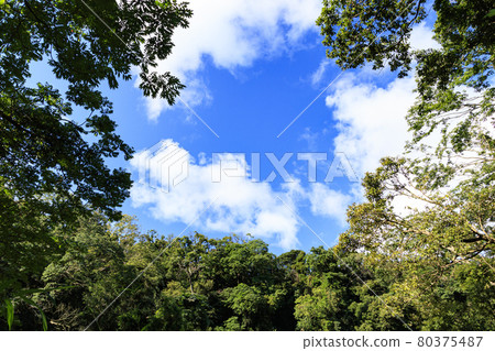Summer sky and marsh Summer sky and marsh 80375487