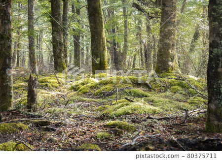 Ancient mystical forest with mossy ground. Kepler Track, Fiordland National Park, New Zealand 80375711