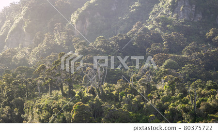 Rain forest during hazy morning, shot at Punakaiki, West Coast, New Zealand Rain forest during hazy morning, shot at Punakaiki, West Coast, New Zealand 80375722