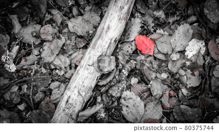 Black and white top down photo of forest leaves with red one colorized, shot at Mavora Lakes, New Zealand Black and white top down photo of forest leaves with red one colorized, shot at Mavora Lakes, New Zealand 80375744