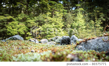 Little plant closeup. Shot at Kepler Track, Fiordland National Park, New Zealand 80375771