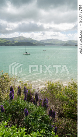 Sailing boat with flowers in foreground and mountains in backdrop, Shot during overcast day at Akaroa, Banks Peninsula, New Zealand 80375794