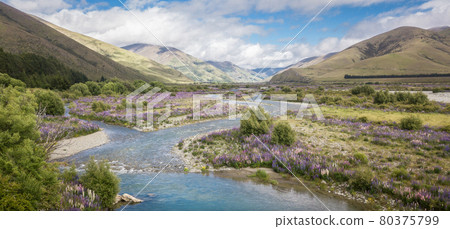 Beautiful valley full of lupins with river flowing between the mountains. Panoramic shot made on a sunny day at Ahuriri river, New Zealand Beautiful valley full of lupins with river flowing between the mountains. Panoramic shot made on a sunny day at Ahuriri river, New Zealand 80375799
