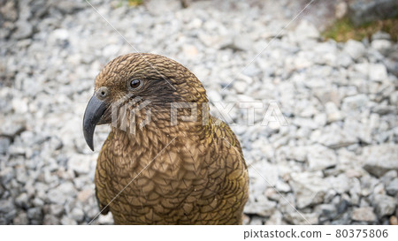 Mountain parrot posing. Closeup shot of native Nestor Kea located only on South Island of New Zealand Mountain parrot posing. Closeup shot of native Nestor Kea located only on South Island of New Zealand 80375806