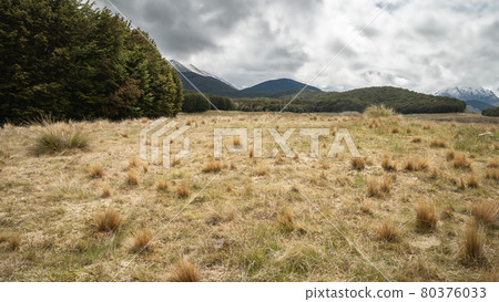 Edge of forest with dry tussocks in foreground and mountains in backdrop, shot at Mavora Lakes, New Zealand Edge of forest with dry tussocks in foreground and mountains in backdrop, shot at Mavora Lakes, New Zealand 80376033