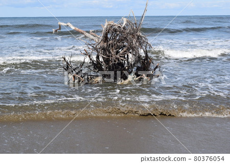 海岸上的浮木 海岸上的浮木 80376054