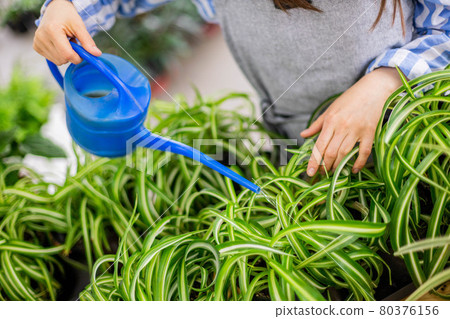 Happy brunette woman florist pouring fresh water on chlorophytum green leaves at domestic garden Happy brunette woman florist pouring fresh water on chlorophytum green leaves at domestic garden 80376156