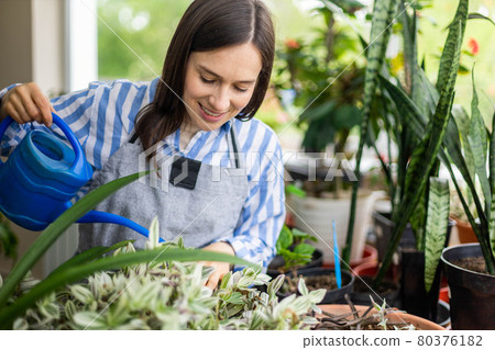 Happy brunette woman pouring fresh water on potted plants cultivated growing domestic garden Happy brunette woman pouring fresh water on potted plants cultivated growing domestic garden 80376182