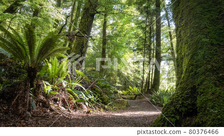 Dense ancient forest with ferns and path leading through it. Low perspective shot made on Kepler Track, Fiordland National Park, New Zealand Dense ancient forest with ferns and path leading through it. Low perspective shot made on Kepler Track, Fiordland National Park, New Zealand 80376466