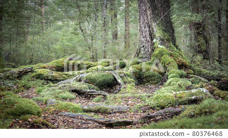 Moody ancient woodland photo with mossy roots and old trees, shot in New Zealand 80376468