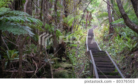 Staircase leading through dense forest, jungle. Shot made on Stewart Island Rakiura, New Zealand 80376503